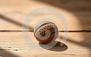 Single Brown Walnut on Wood