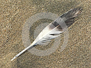 Single Brown and White Feather on the Beach