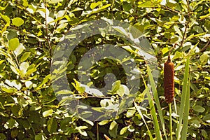 Single brown wild cattaile