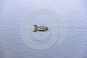 Single brown wild male mallard duck swimming on the water on the background of the water surface