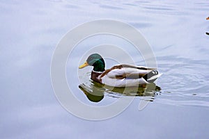 Single brown wild male mallard duck swimming on the water on the background of the water surface