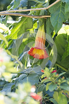 Single Brugmansia - Angel`s Trumpets - Orange to Yellow