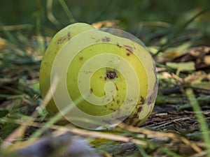 Close-up of a Fallen Green Apple