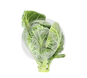 Single brussel sprout isolated against white background