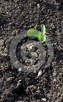 Single Brussels Sprout Plant seedling