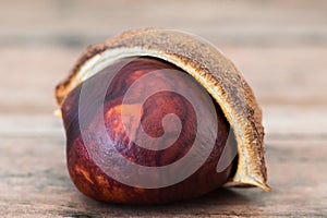 Single Buckeye Chestnut in Shell. Fresh conkers on wood background
