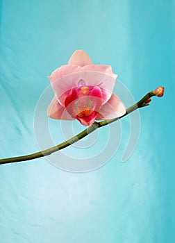 Single bud orchid flower on turquoise background