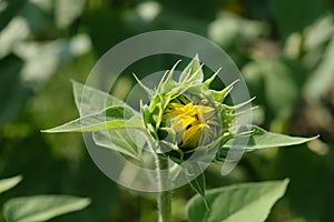 Single bud of a sunflower plant, close-up on a blurred background