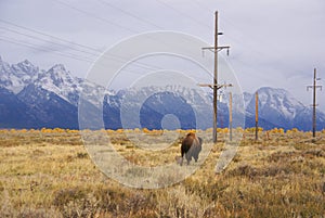 Single bull bison