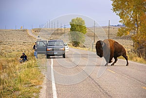 Single bull bison stopping traffic