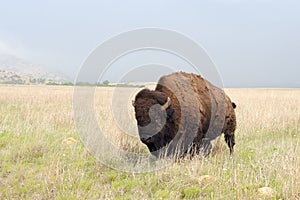 Single Bull on the Plains