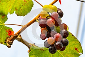 Single bunch of colorful growing grapes with green leaves hangin on a branch of a vine photo