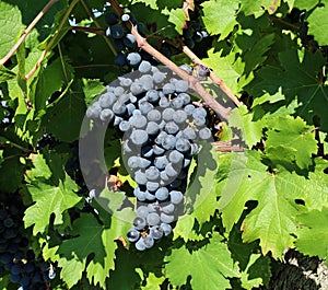 Single bunch of Merlot among the vine leaves