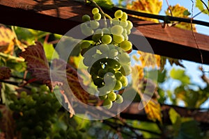 Single bunch of White Wine Grapes on sunset