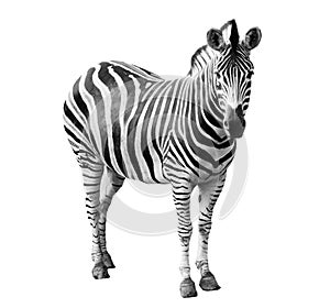single burchell zebra