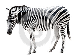 Single burchell zebra isolated on white