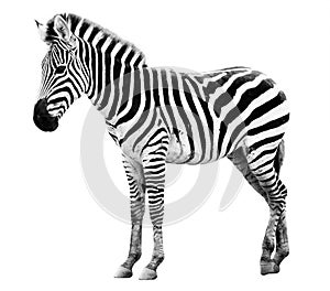 Single burchell zebra isolated on white photo