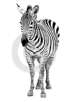 Single burchell zebra isolated on white