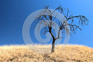 Single burnt tree in a dry landscape