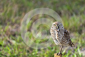 Single Burrowing Owl portrait perched, South West Florida Wildlife, Cape Coral, Royalty free image