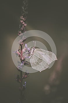 Single butterfly on a flower. an air of fragility