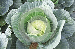 Single cabbage ready for harvesting