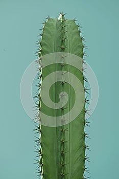Single cactus