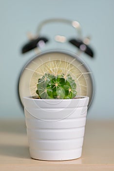 Single cactus and alarm clock