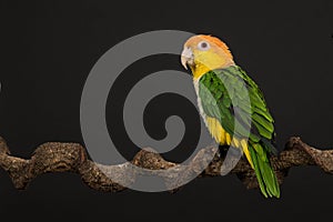 Single caique bird looking to the side on a black background