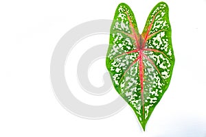 Single caladium leaf
