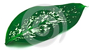 Single caladium leaf