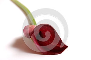 Single calla lilly