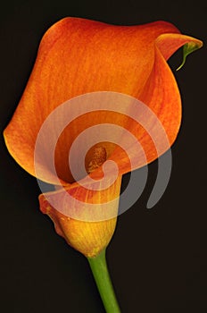 Single calla lily