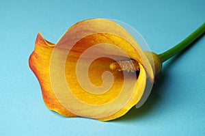 Single calla lily