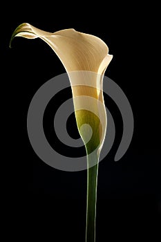 Single calla lily isolated on black