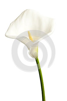 Single calla