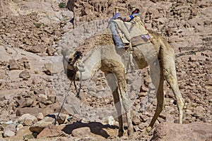 A single camel resting at the Mount Sinai in Egypt.