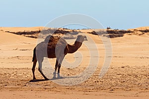 Single camel stands on the sand in a hot african desert area