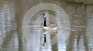 Single Canada Goose floating on still water with a reflection