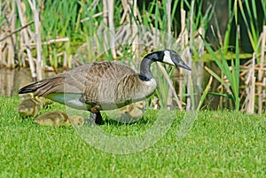 Single Canada Goose with goslings.