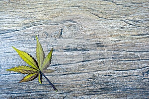 Single cannabis leaf