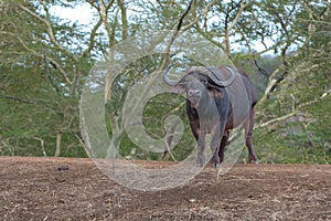 Single Cape Buffalo [syncerus caffer] bull with green background in South Africa