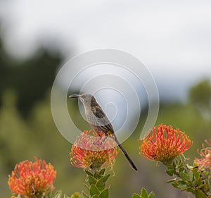Single Cape Sugar bird, male, Promerops cafer, looking left