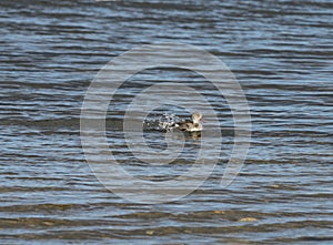 Single Cape Teal Duck in blue cold water
