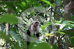 Single capuchin monkey looking at viewer from a tree through the foliage