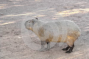 Single Capybara, known also as Chiguire or Carpincho, Hydrochoerus hydrochaeris, in a zoological garden