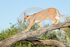 Caracal, South Africa, walking on a tree branch photo