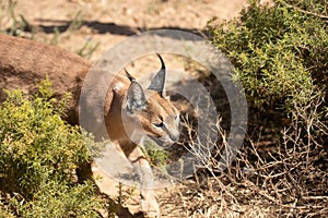 Single Caracal or Felis Caracal caracal