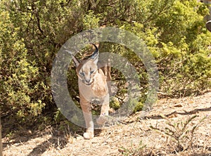 Single Caracal or Felis Caracal caracal, walking out of green bush