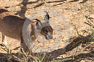 Single Caracal or Felis Caracal caracal, walking to right through green bush